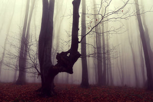 photo-wallpaper-misty-autumn-forest-2
