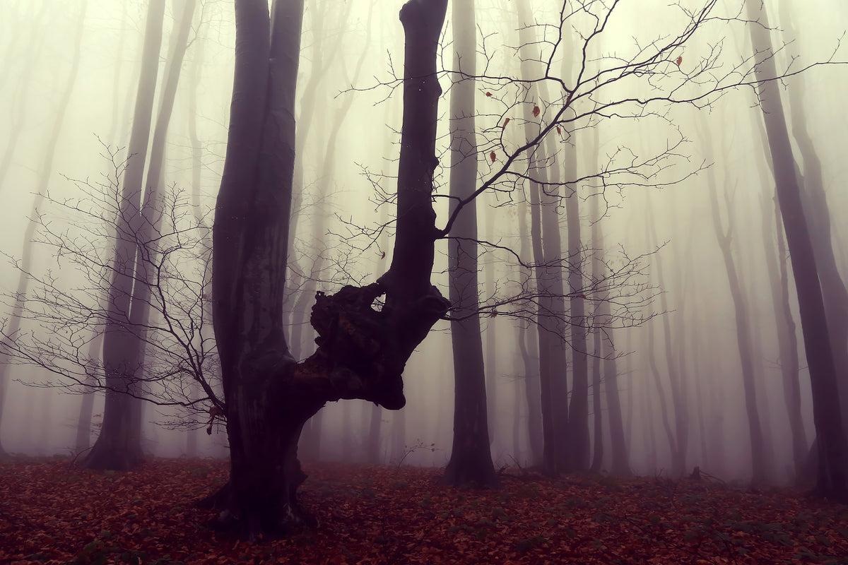 photo-wallpaper-misty-autumn-forest-2
