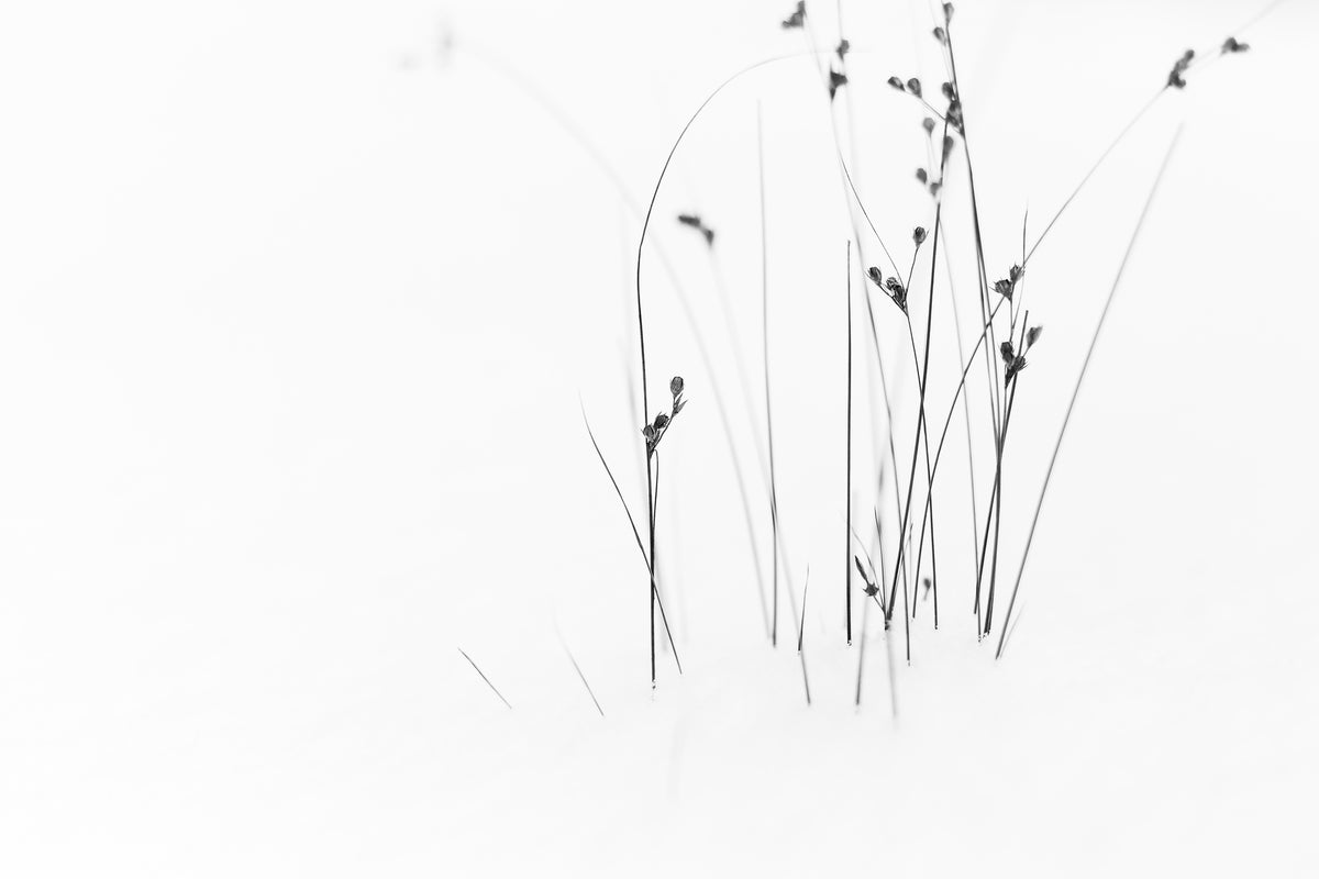 photo-wallpaper-black-on-white