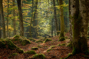 photo-wallpaper-sunrays-in-dark-forest