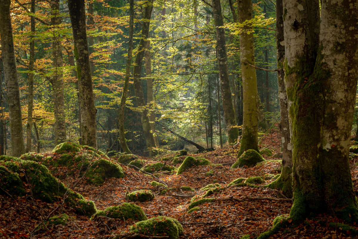 photo-wallpaper-sunrays-in-dark-forest