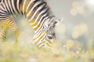 photo-wallpaper-peaceful-zebra-foal
