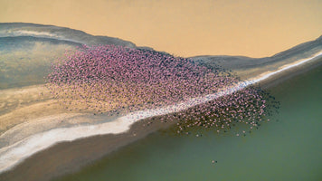 photo-wallpaper-pink-flamingos-aerial-view