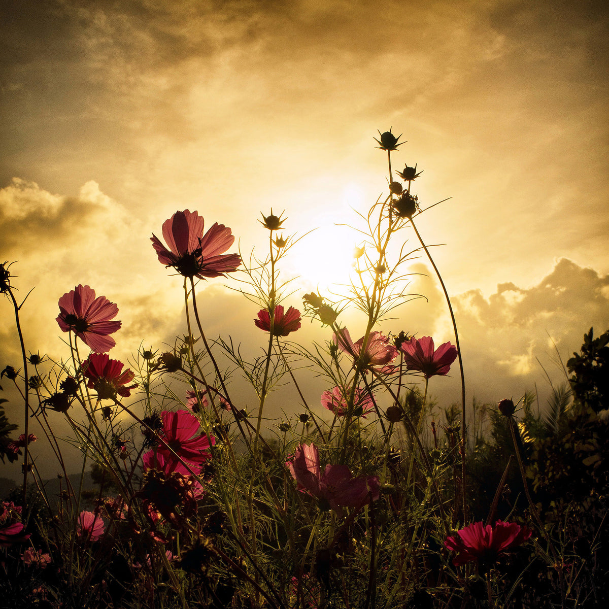 photo-wallpaper-watching-the-sun-x