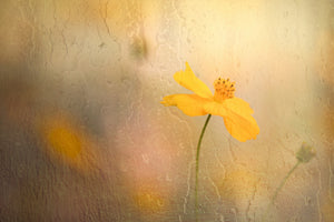 photo-wallpaper-soft-yellow-cosmos