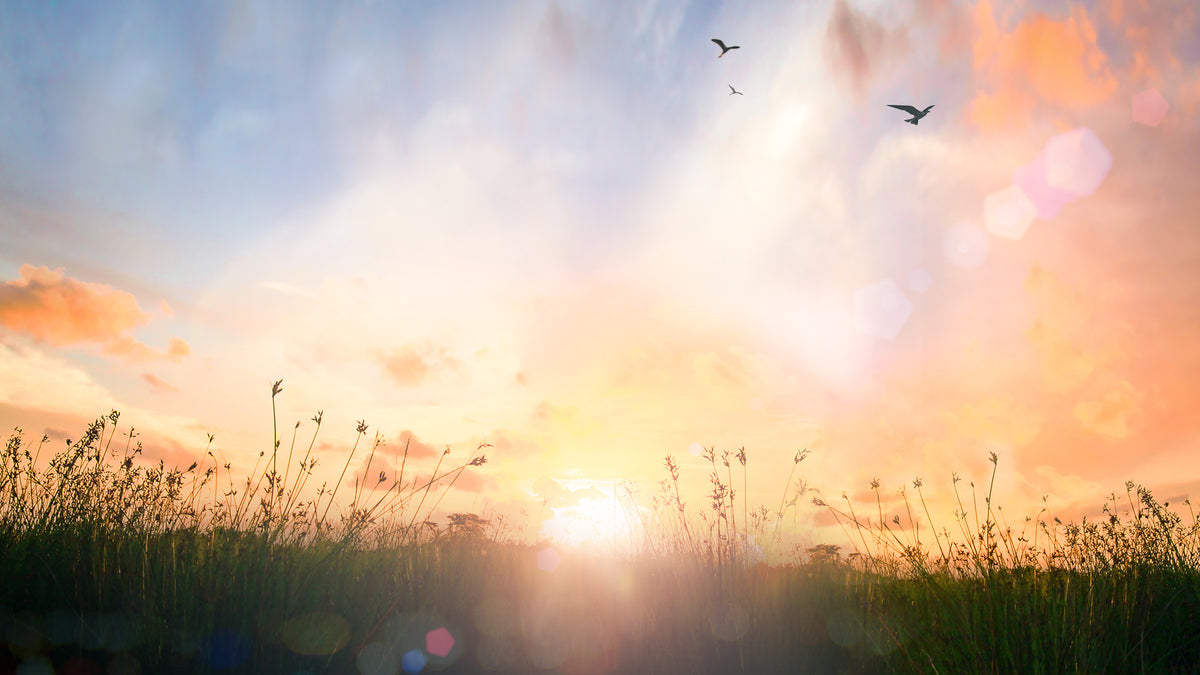 photo-wallpaper-sunrise-over-the-meadow-with-birds-in-golden-light