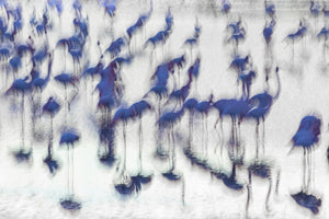 photo-wallpaper-fluid-blue-flamingos