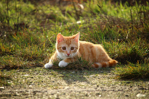 photo-wallpaper-kitten-in-nature