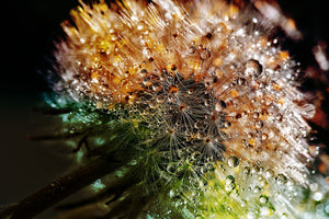 photo-wallpaper-dandelion-in-the-morning-dew