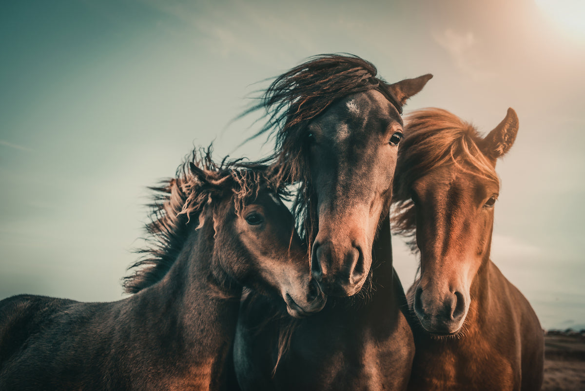 photo-wallpaper-wild-horse-family