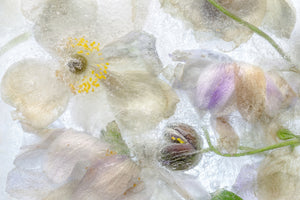 photo-wallpaper-anemone-frost-x