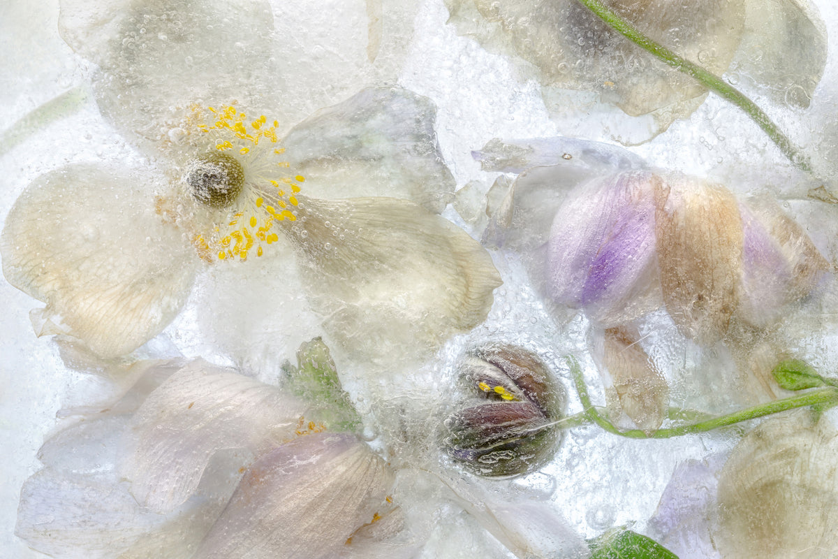 photo-wallpaper-anemone-frost-x