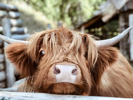 photo-wallpaper-highland-cattle-close-up
