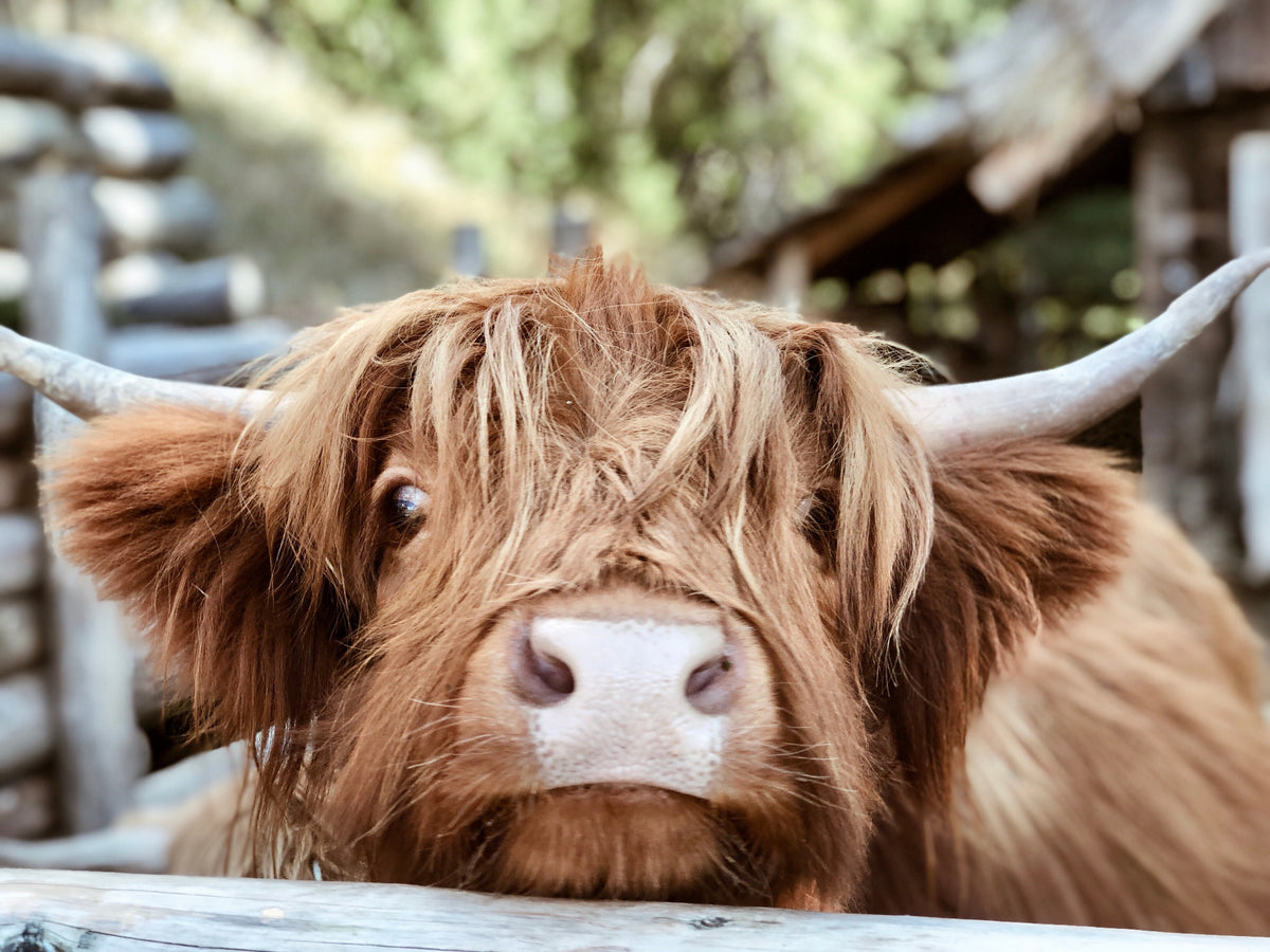 photo-wallpaper-highland-cattle-close-up