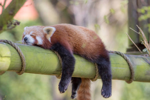 photo-wallpaper-sleeping-red-panda-funny-cute-animal-image
