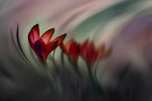 photo-wallpaper-krokus