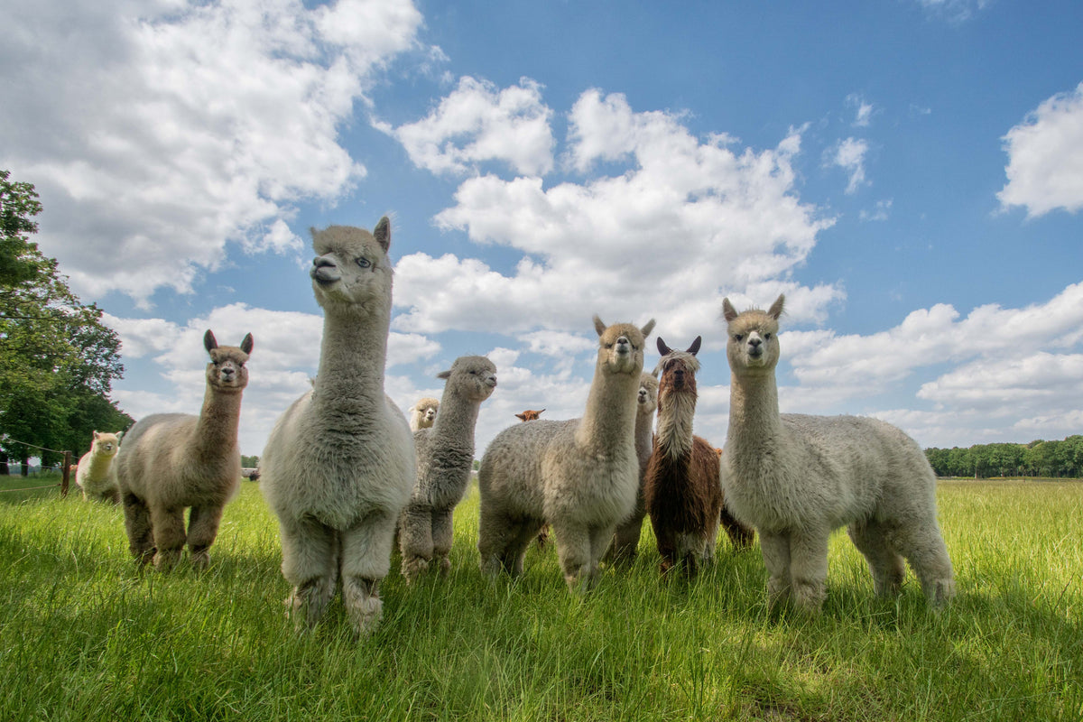 photo-wallpaper-curious-alpacas-in-field