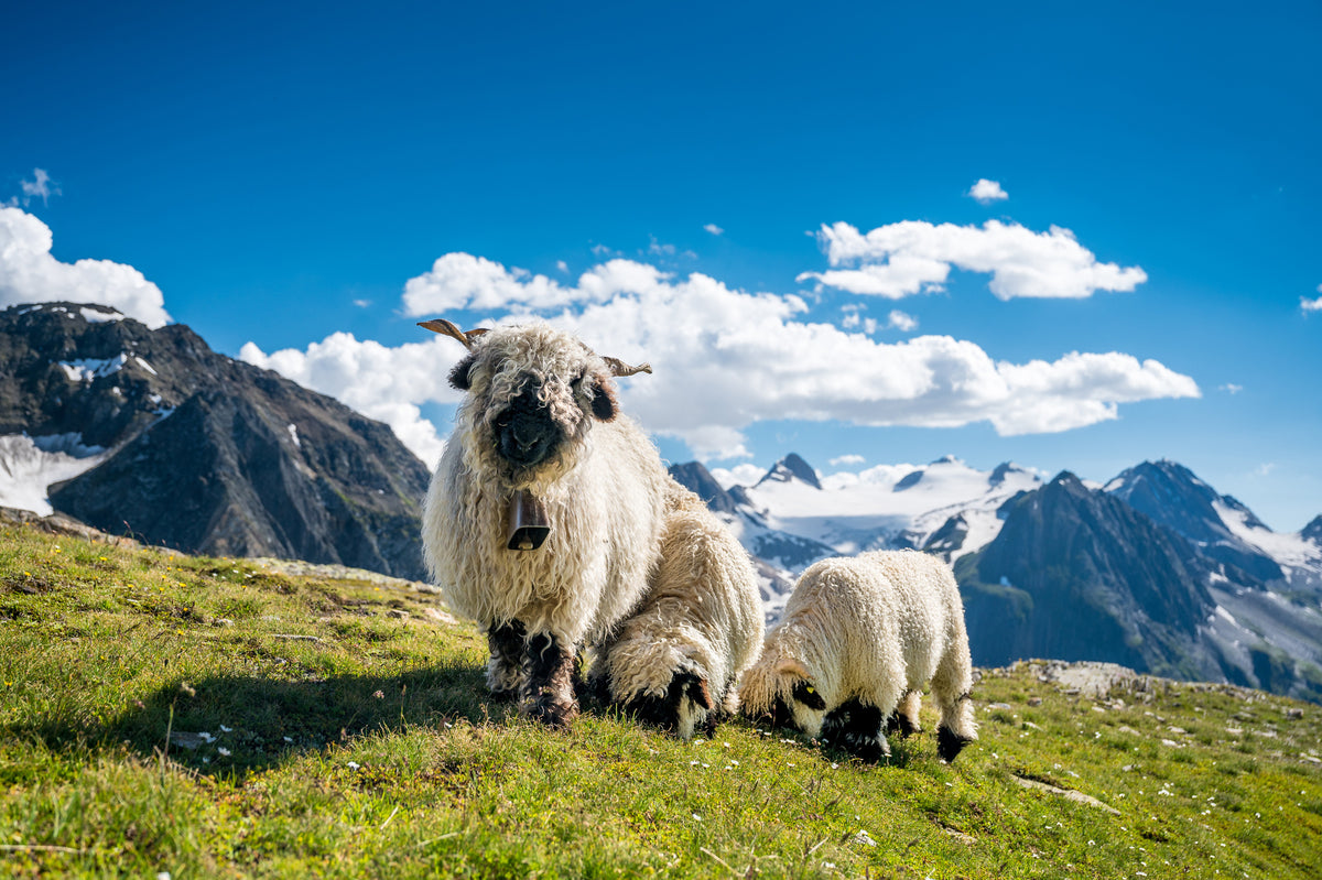 photo-wallpaper-sheep-in-the-wind-of-the-alps