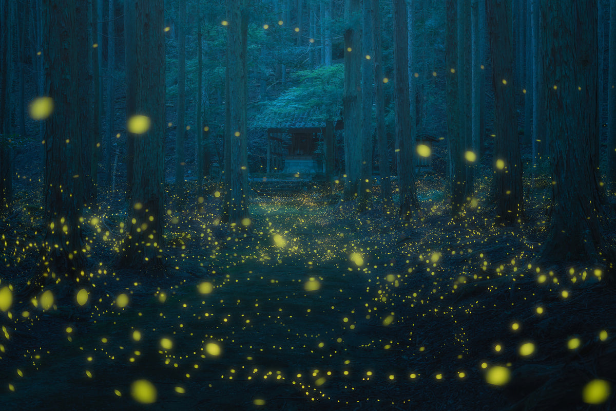photo-wallpaper-magical-firefly-forest