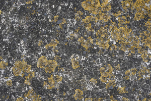 photo-wallpaper-yellow-lichen-on-stone