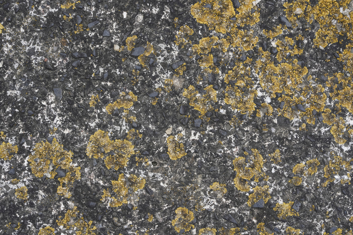 photo-wallpaper-yellow-lichen-on-stone