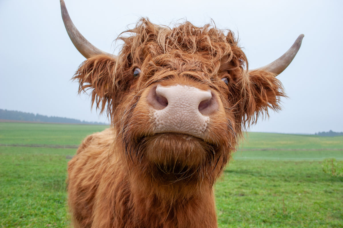 photo-wallpaper-galloway-cattle-on-the-pasture