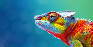 photo-wallpaper-colorful-chameleon-on-a-blue-background-generative-ai