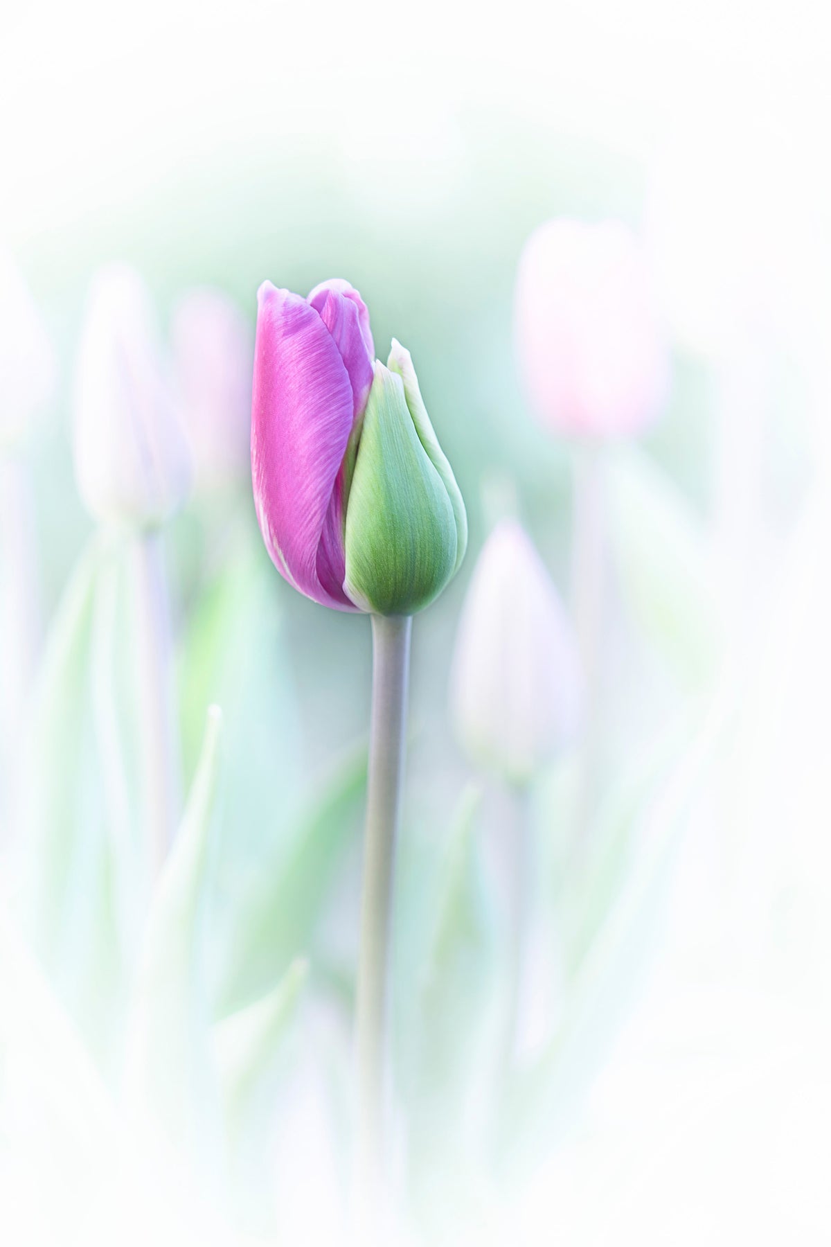photo-wallpaper-elegant-x