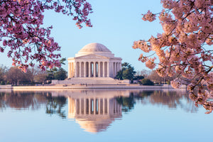 photo-wallpaper-beautiful-early-morning-jefferson-memorial-with-cherry-blossoms