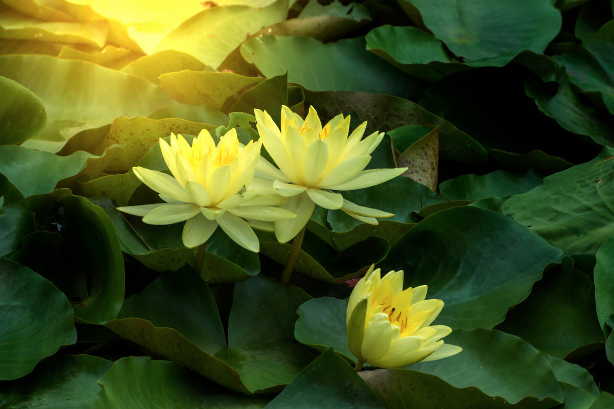 photo-wallpaper-wild-lotus