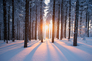 photo-wallpaper-sunset-in-the-wood-in-winter-period