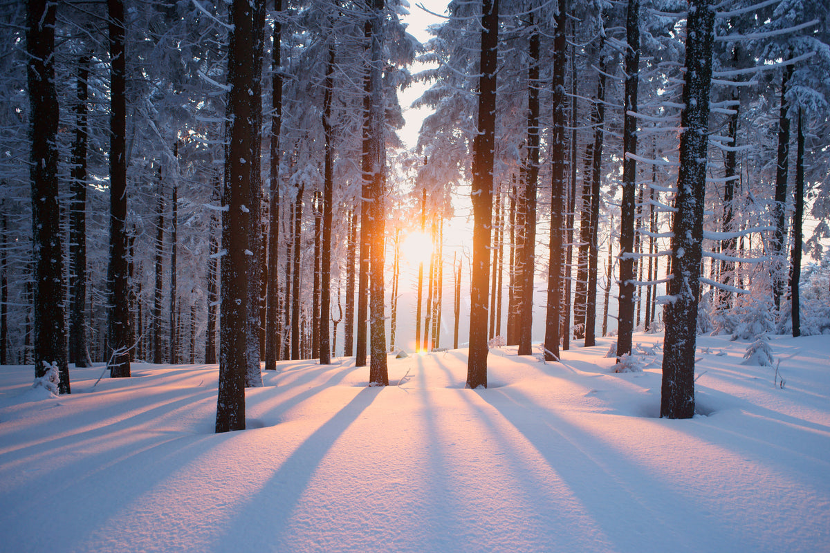 photo-wallpaper-sunset-in-the-wood-in-winter-period