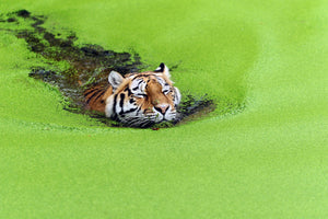 photo-wallpaper-relaxation-x
