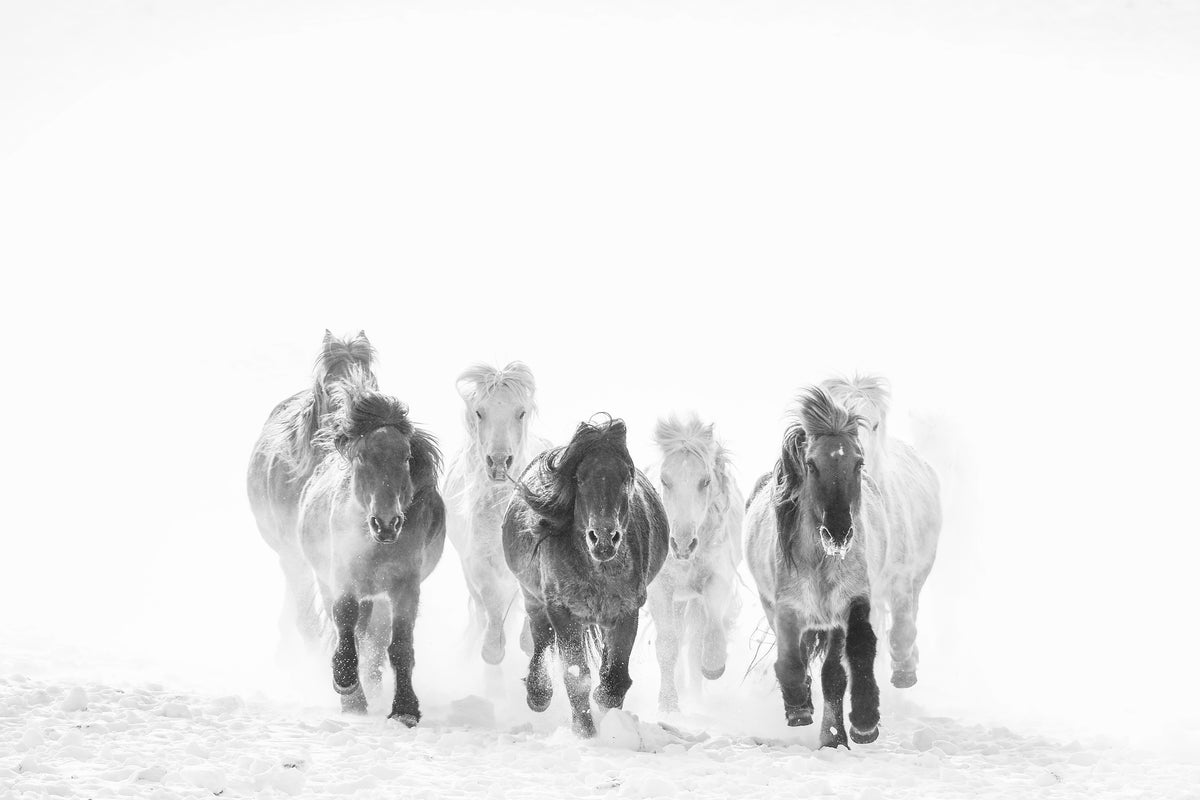 photo-wallpaper-majestic-horses-winter
