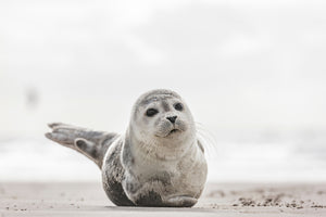 photo-wallpaper-small-seal-on-the-beach