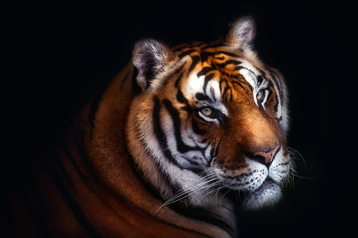photo-wallpaper-tiger-x