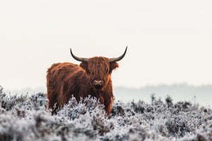 photo-wallpaper-highlander-x