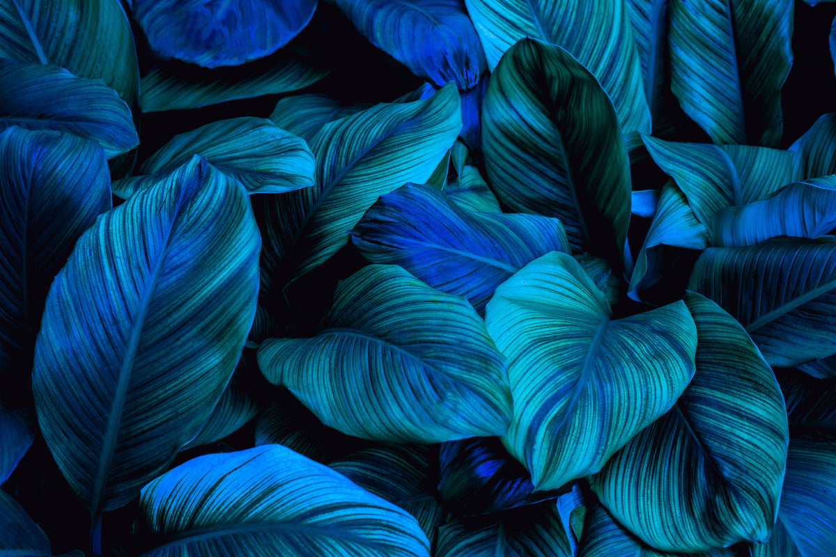 photo-wallpaper-tropical-leaves-in-turquoise-and-deep-blue-dense-foliage