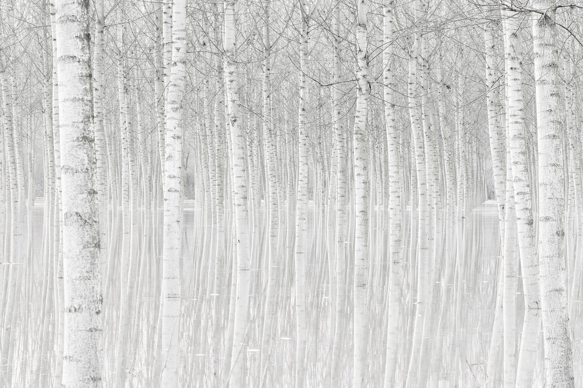 photo-wallpaper-trees
