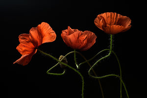 photo-wallpaper-dancing-red-poppies