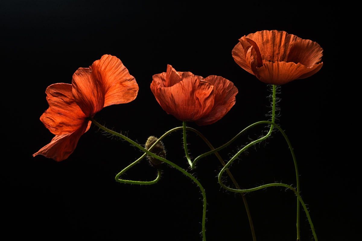 photo-wallpaper-dancing-red-poppies