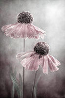 photo-wallpaper-duet-x