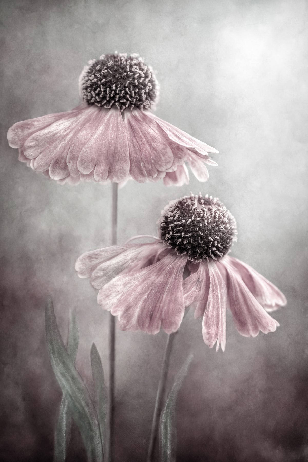 photo-wallpaper-duet-x