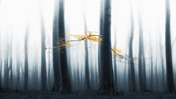 photo-wallpaper-misty-forest-glow-2