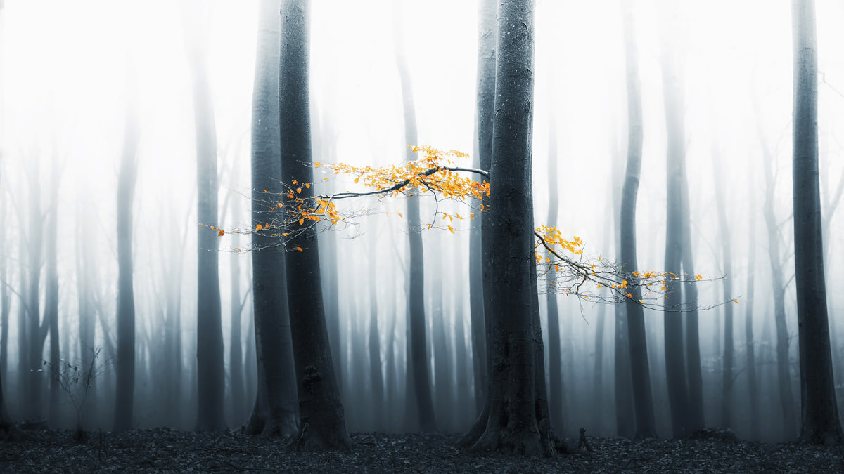 photo-wallpaper-misty-forest-glow-2
