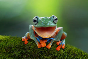 photo-wallpaper-tree-frog-flying-frog-laughing