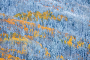 photo-wallpaper-snowy-autumn-forest
