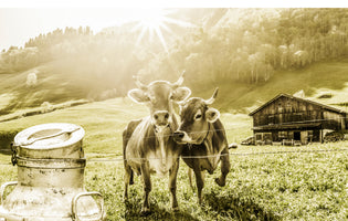 photo-wallpaper-cows-on-the-mountain-pasture