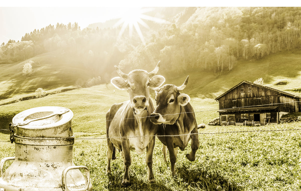 photo-wallpaper-cows-on-the-mountain-pasture