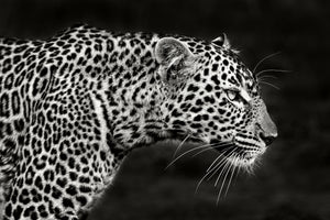 photo-wallpaper-leopard-close-up-x